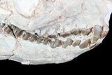 Oreodont (Merycoidodon) Skull - South Dakota #77810-4